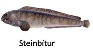 Hjallaþurrkaður harðfiskur (Steinbitur) í Örkina