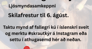 Skrautlegustu kýr landsins leita að sviðsljósinu!