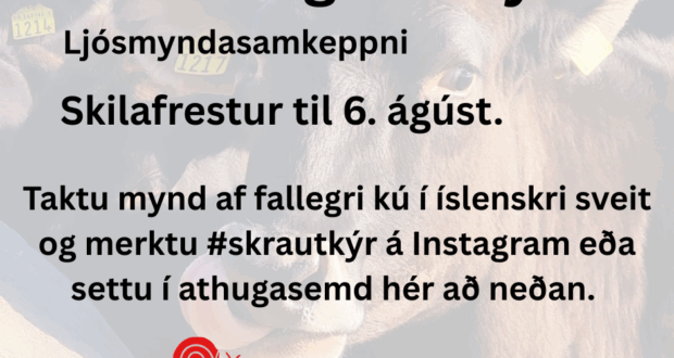 Skrautlegustu kýr landsins leita að sviðsljósinu!